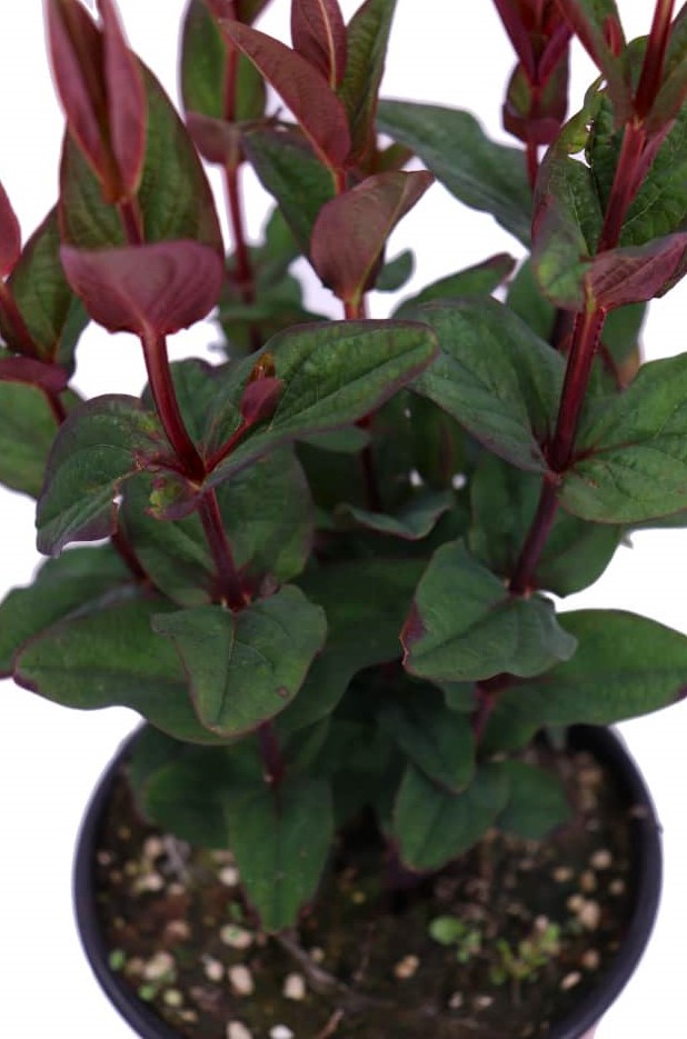 SİYAH KANTARON ÇALISI 10 ADET - Hypericum Inodorum Magical Black