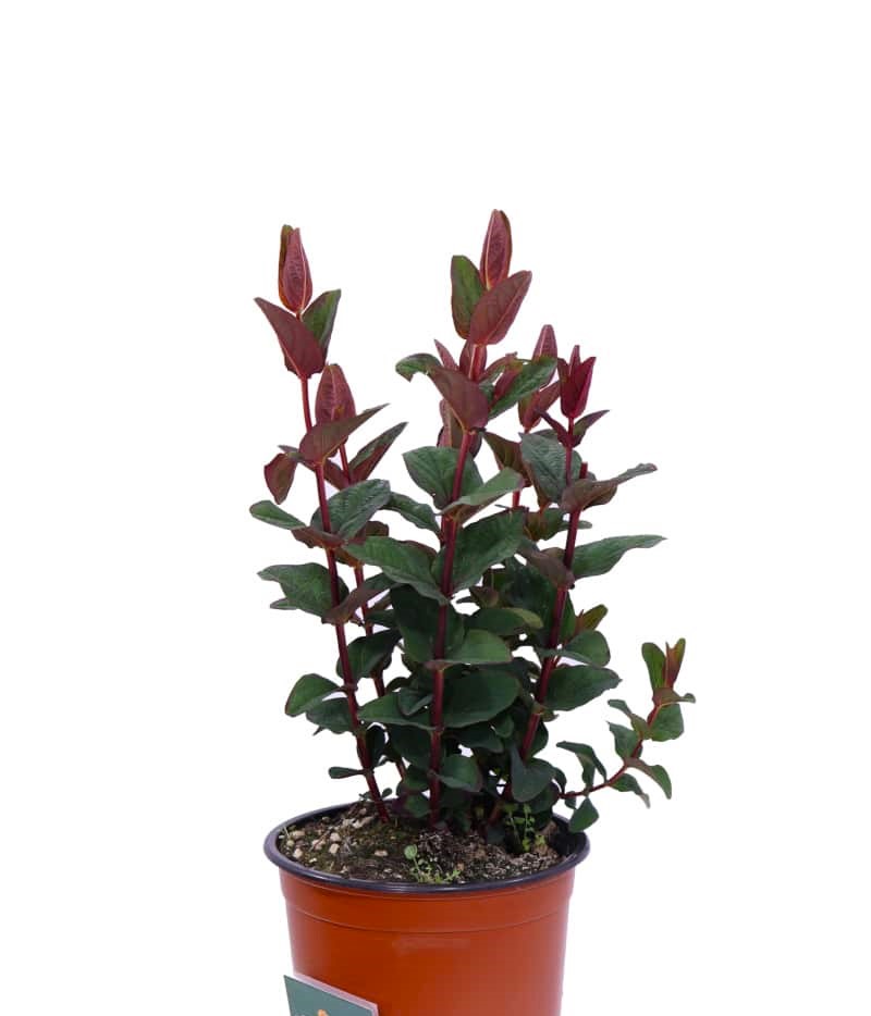 SİYAH KANTARON ÇALISI 5 ADET - Hypericum Inodorum Magical Black SİYAH KANTARON ÇALISI 5 ADET - Hypericum Inodorum Magical Black