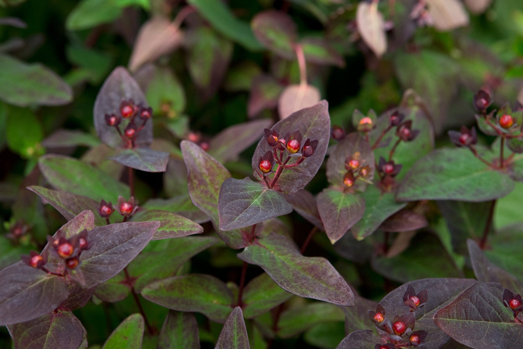 SİYAH KANTARON ÇALISI 5 ADET - Hypericum Inodorum Magical Black
