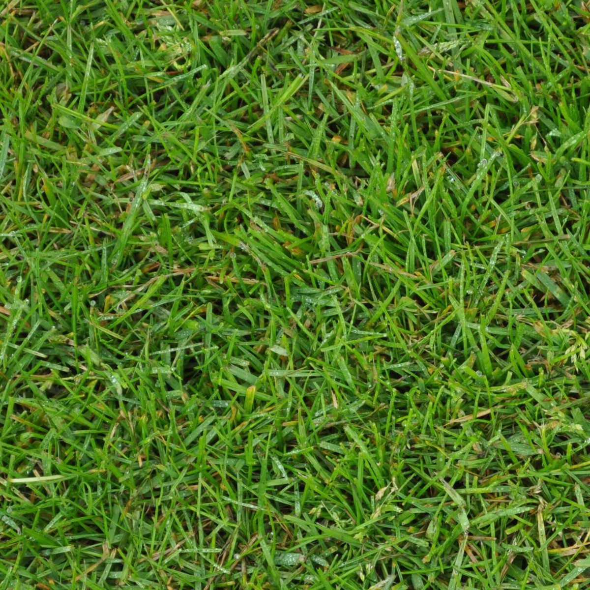 Sportsmaster Çim Gübresi 500 GR / Yavaş Salınımlı Akıllı Gübre 15-5-15 Sportsmaster Çim Gübresi 500 GR / Yavaş Salınımlı Akıllı Gübre 15-5-15