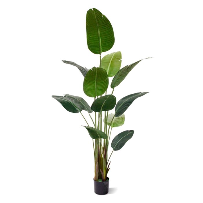 Starliçe (Cennet Kuşu Çiçeği) Strelitzia Nicolai 120 cm