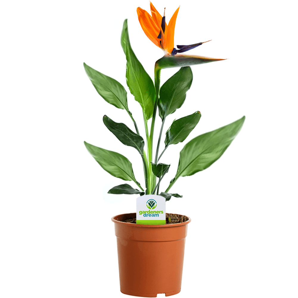 Starliçe (Cennet Kuşu Çiçeği) Strelitzia Nicolai - 60 cm 3 Adet