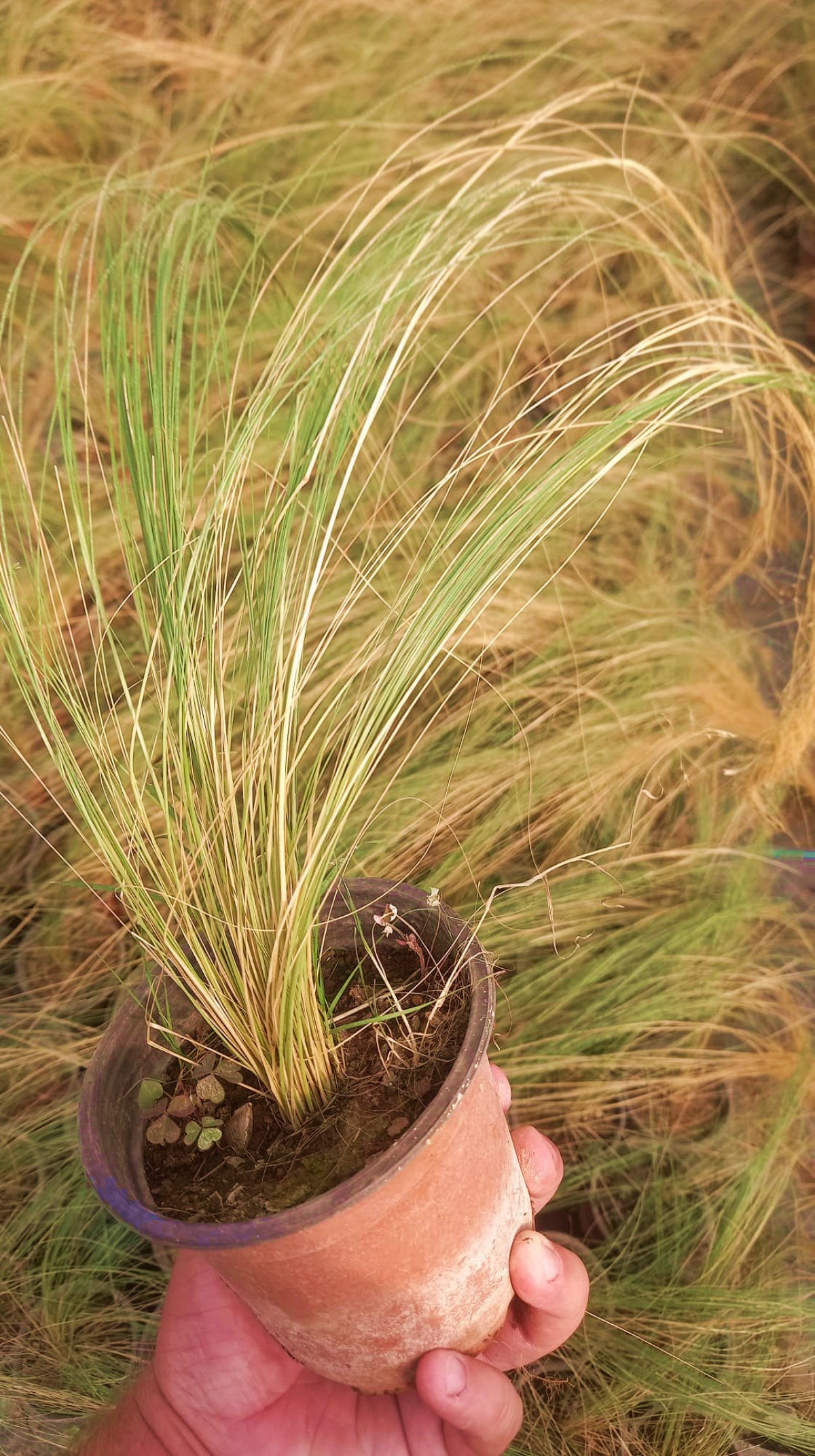 STİPA AT KUYRUĞU 10 ADET - OTSU YER ÖRTÜCÜ BİTKİ STİPA AT KUYRUĞU 10 ADET - OTSU YER ÖRTÜCÜ BİTKİ