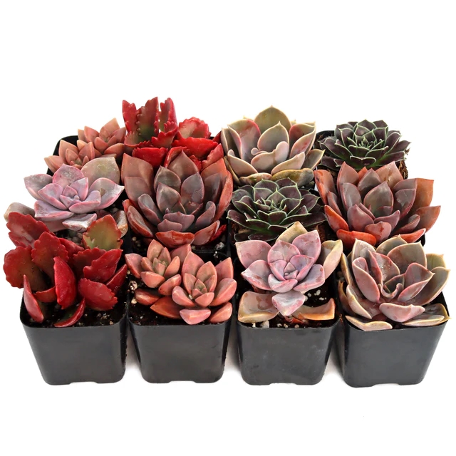 SUKULENT SETİ KIRMIZI RENKLİ 12'Lİ SET SUKULENT SETİ KIRMIZI RENKLİ 12'Lİ SET