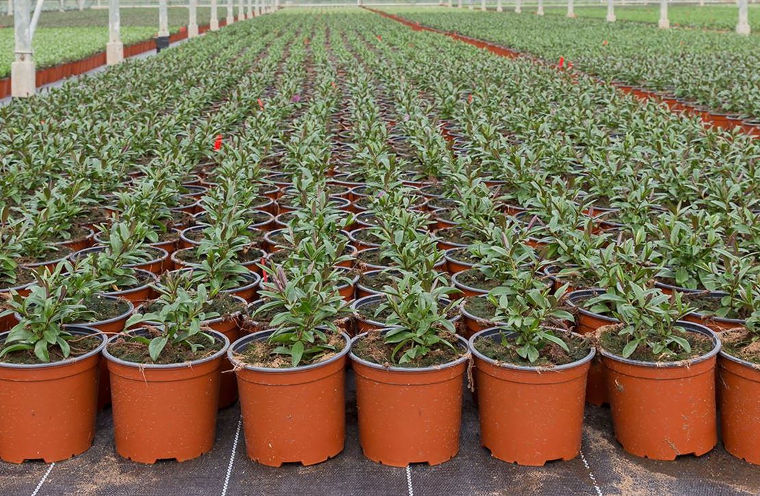 THERMOFORM VAKUM SAKSI 100 ADET - ÜRETİM SAKSISI 13 CM