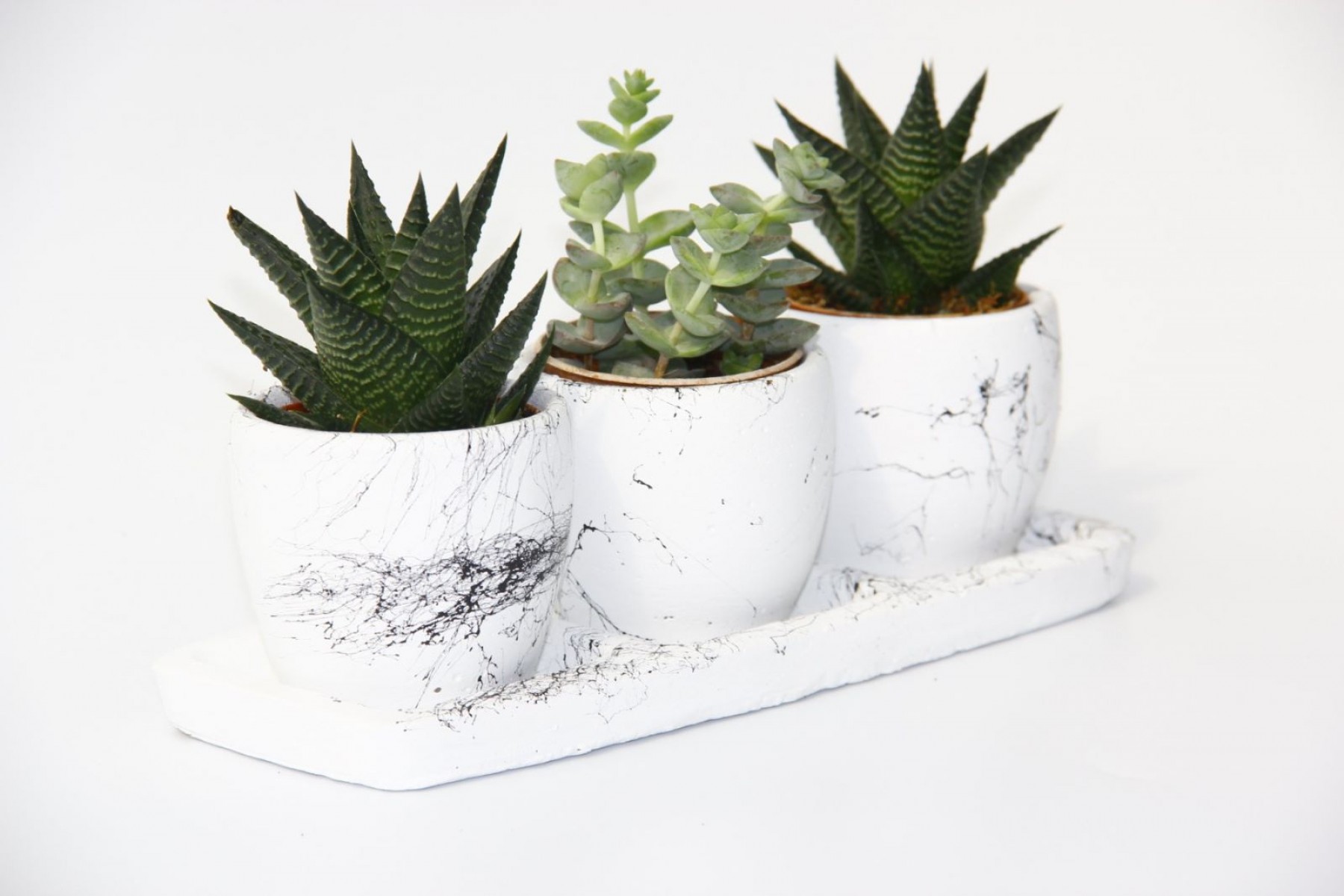 TRIO WHITE SUKULENT SETİ - Haworthia, Crassula Perforata TRIO WHITE SUKULENT SETİ - Haworthia, Crassula Perforata
