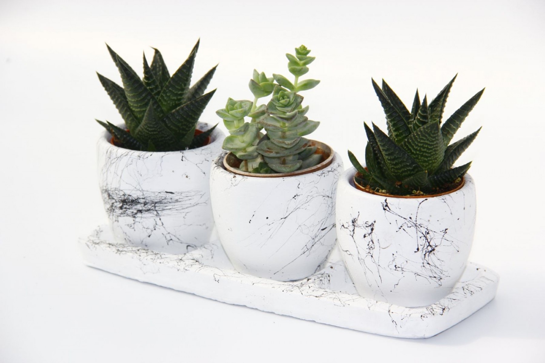 TRIO WHITE SUKULENT SETİ - Haworthia, Crassula Perforata
