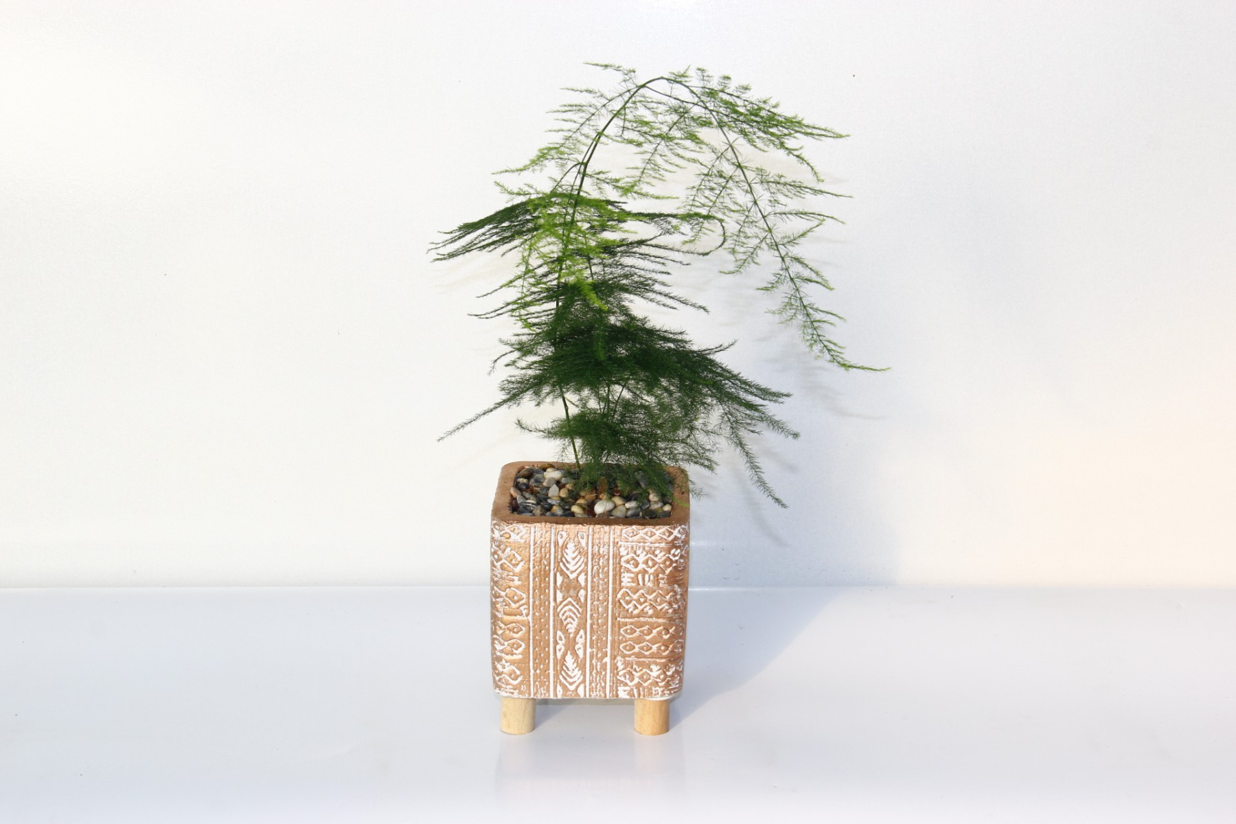 TÜL KUŞKONMAZ ASPARAGUS - HEDİYELİK BRONZ SAKSIDA