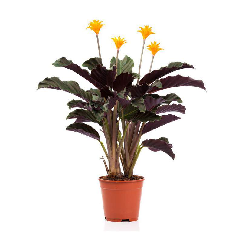 Turuncu Çiçekli Dua Çiçeği – Calathea Crocata