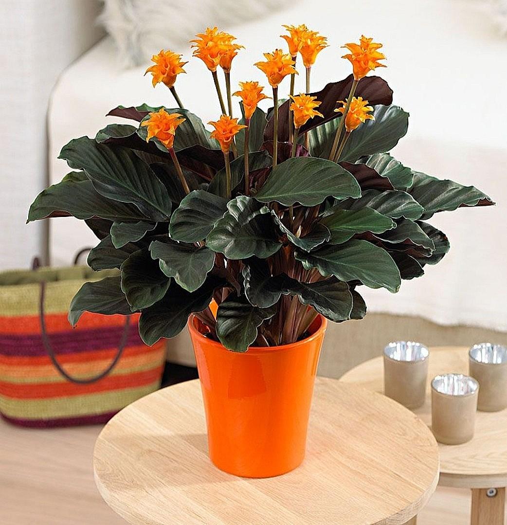 Turuncu Çiçekli Dua Çiçeği – Calathea Crocata