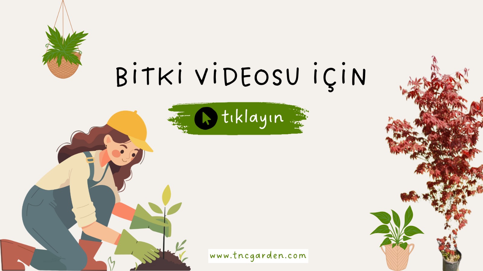 ŞİFALI GİREBOLU FİDANI - GİLABORU