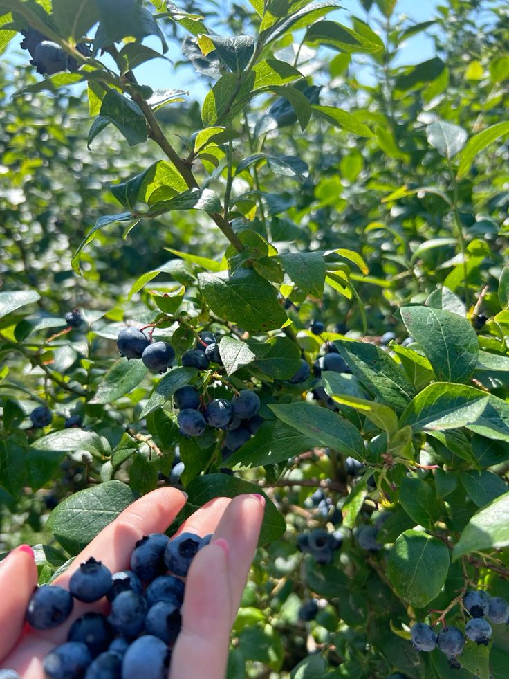 YABAN MERSİNİ FİDANI 3-4 YAŞ 80-100 cm YABAN MERSİNİ FİDANI 3-4 YAŞ 80-100 cm