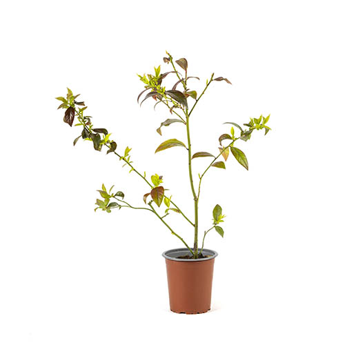 YABAN MERSİNİ FİDANI 3-4 YAŞ 80-100 cm YABAN MERSİNİ FİDANI 3-4 YAŞ 80-100 cm