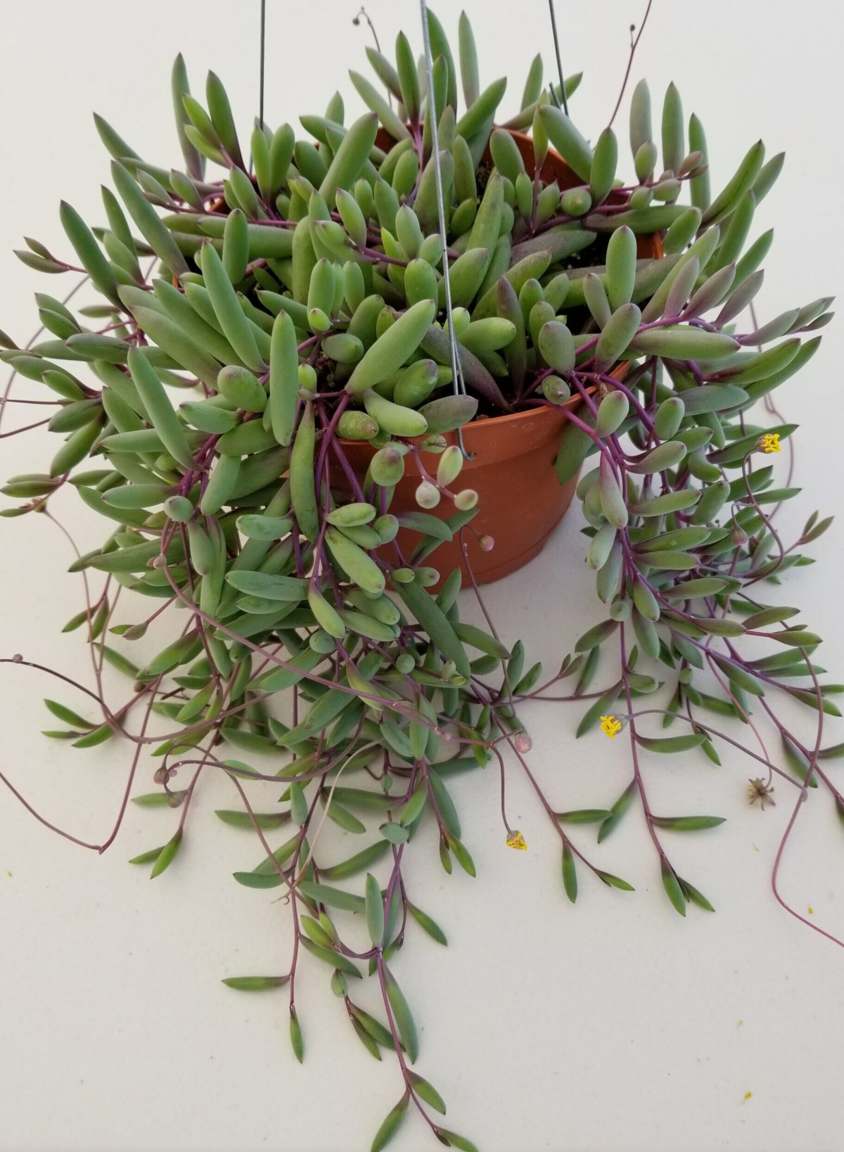Yakut Kolyesi – Othonna capensis