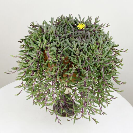 Yakut Kolyesi – Othonna capensis
