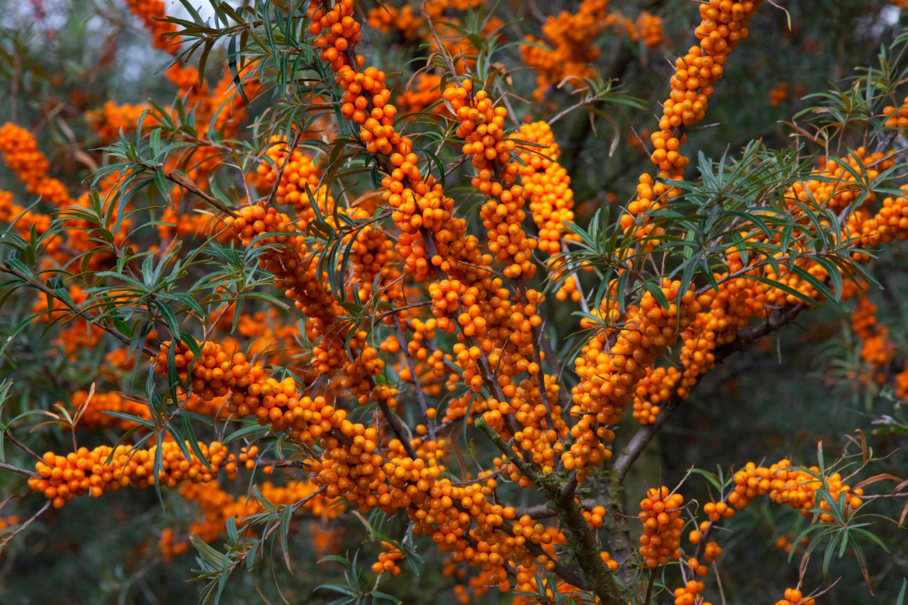 YALANCI(YABANİ) İĞDE FİDANI - HIPPOPHAE RHAMNOIDES