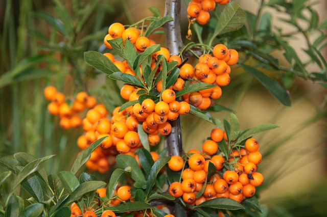 YALANCI(YABANİ) İĞDE FİDANI - HIPPOPHAE RHAMNOIDES YALANCI(YABANİ) İĞDE FİDANI - HIPPOPHAE RHAMNOIDES