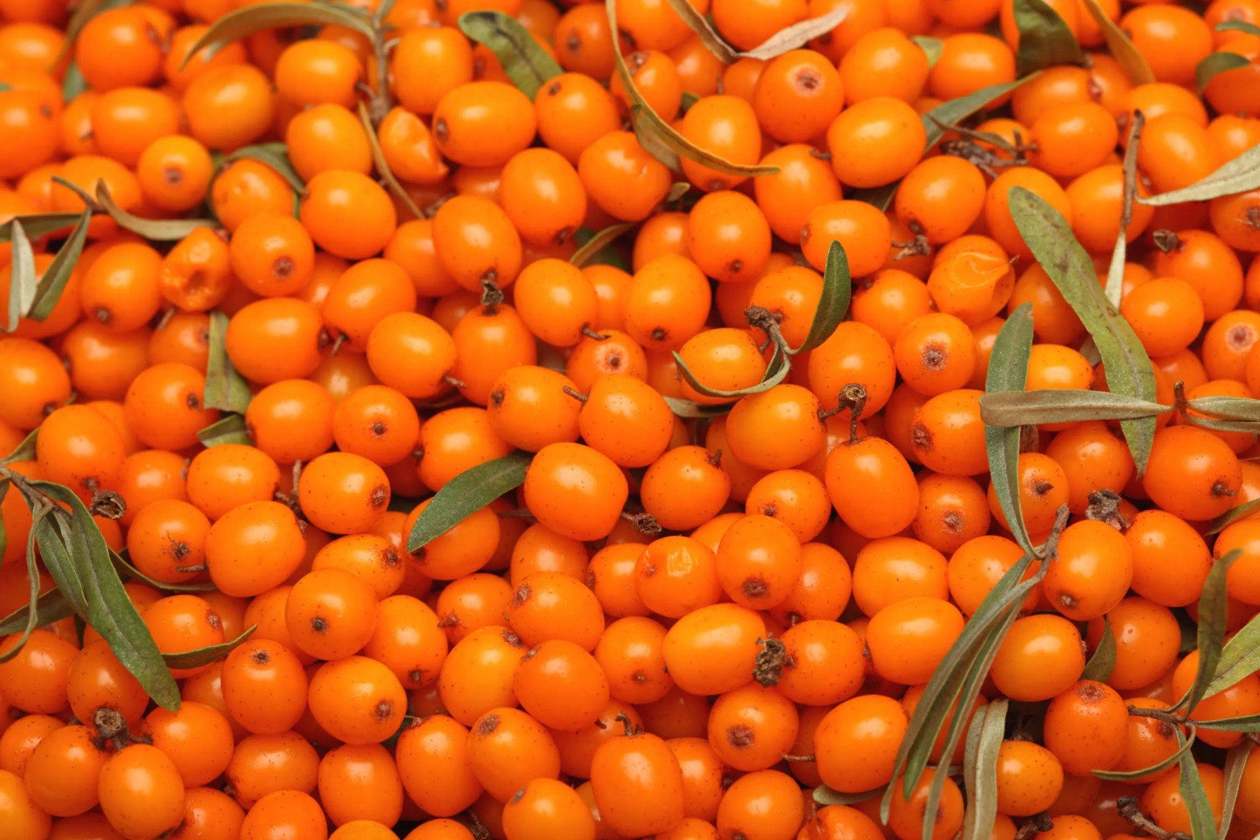 YALANCI(YABANİ) İĞDE FİDANI - HIPPOPHAE RHAMNOIDES