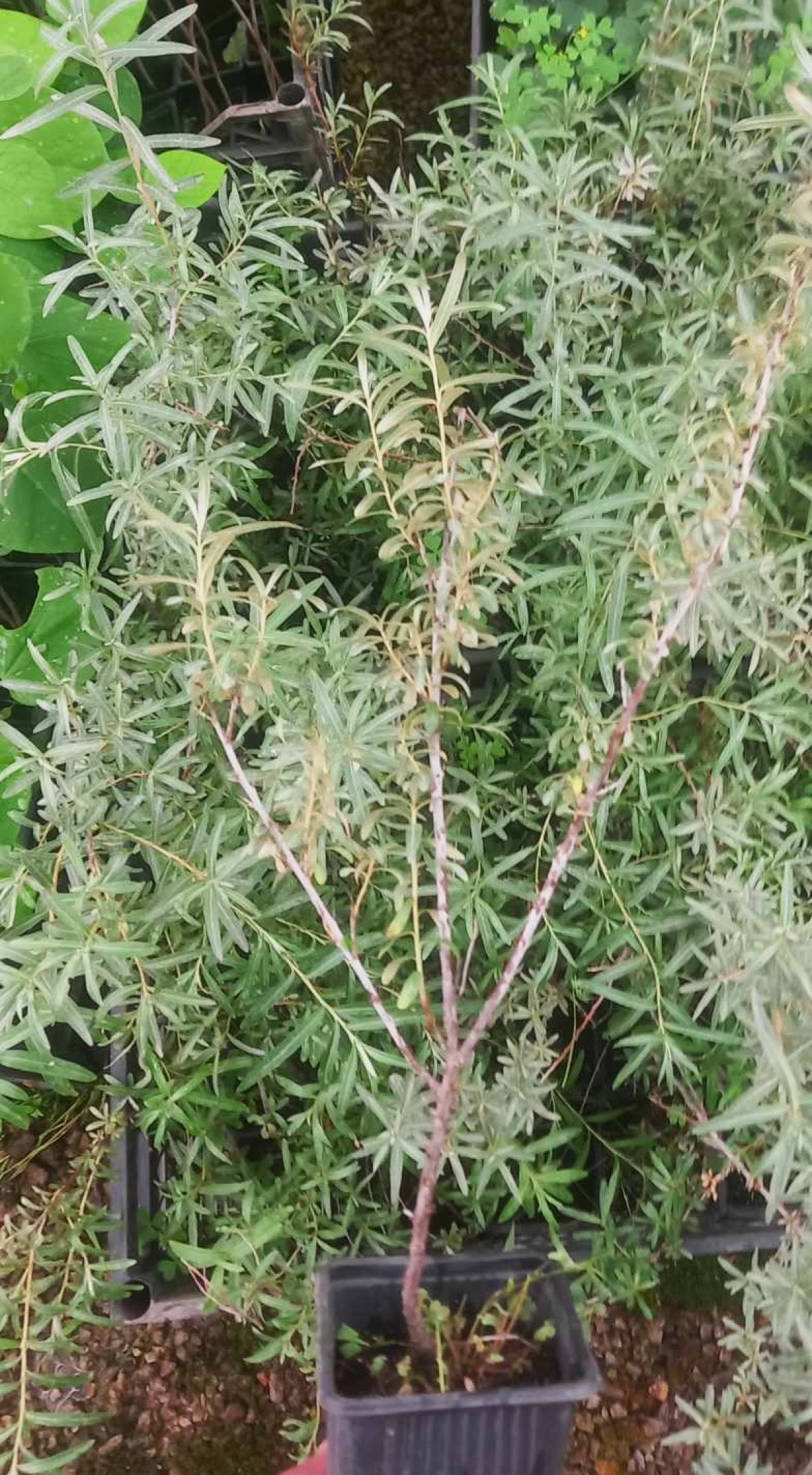 YALANCI(YABANİ) İĞDE FİDANI - HIPPOPHAE RHAMNOIDES