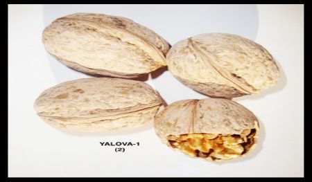 Yalova-1 Ceviz Fidanı 3 Yaş Tüplü ve Aşılı Yalova-1 Ceviz Fidanı 3 Yaş Tüplü ve Aşılı