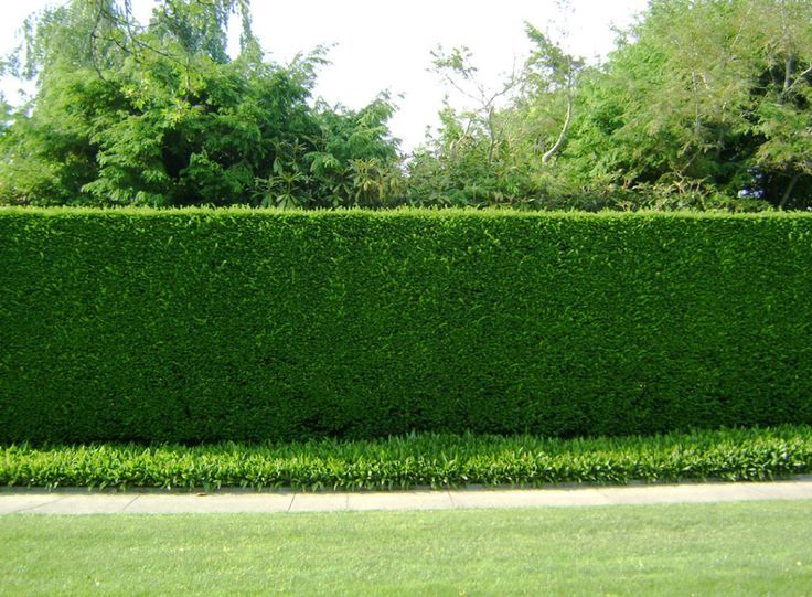 YEŞİL MAZI 20 ADET /  30-50 cm ÇİT BİTKİSİ ( Thuja Orientalis )