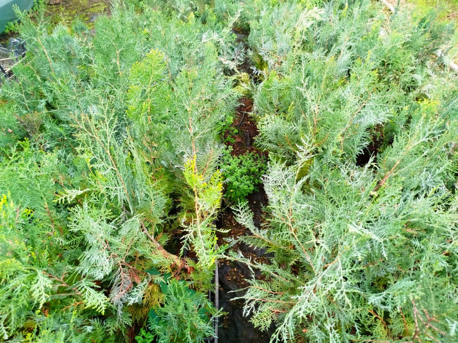 YEŞİL MAZI 3 ADET /  30-50 cm ÇİT BİTKİSİ ( Thuja Orientalis )