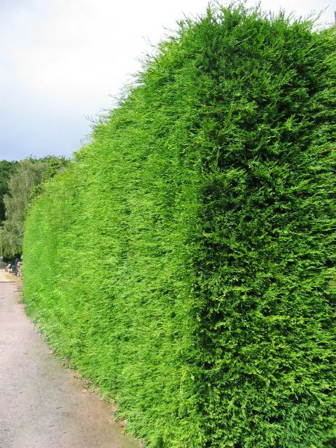 YEŞİL MAZI 40 ADET /  30-50 cm ÇİT BİTKİSİ ( Thuja Orientalis )