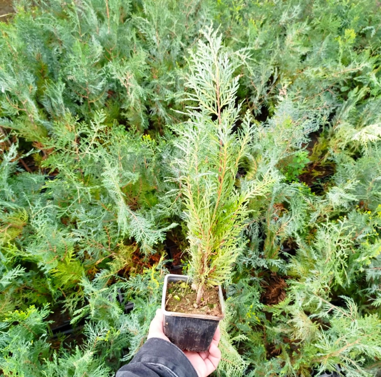 YEŞİL MAZI 5 ADET /  30-50 cm ÇİT BİTKİSİ ( Thuja Orientalis )
