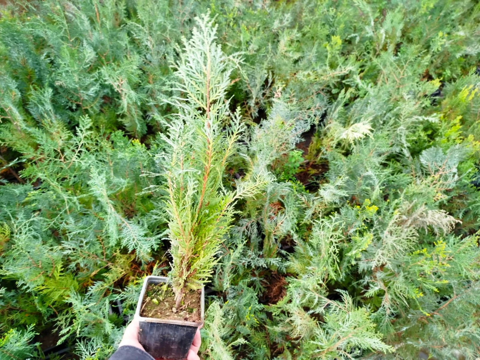 YEŞİL MAZI 5 ADET /  30-50 cm ÇİT BİTKİSİ ( Thuja Orientalis )