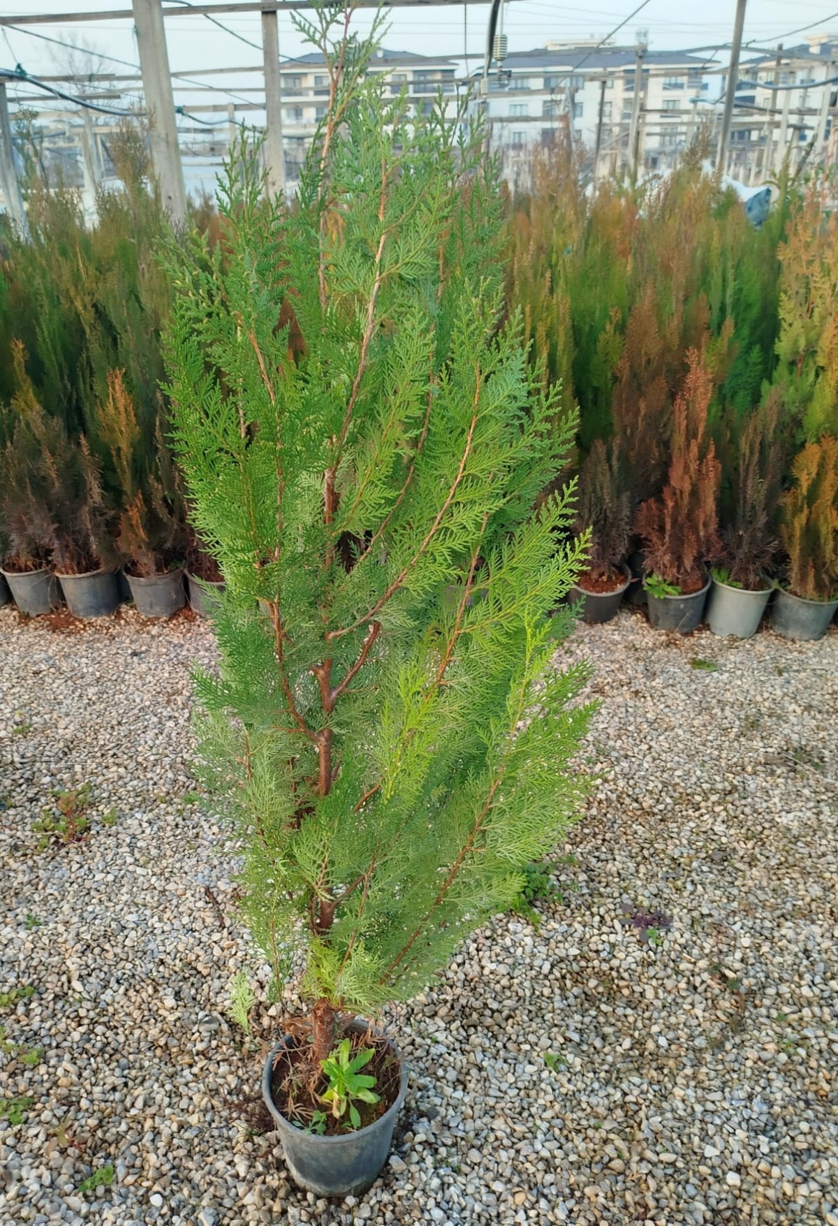 YEŞİL MAZI ÇİT BİTKİSİ 10 ADET 80-100 CM 4-5 YAŞ (Thuja Orientalis )