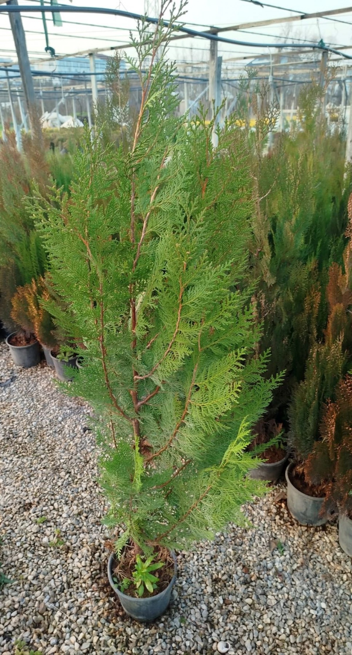 YEŞİL MAZI ÇİT BİTKİSİ 10 ADET 80-100 CM 4-5 YAŞ (Thuja Orientalis )