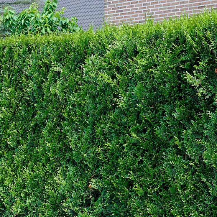 YEŞİL MAZI ÇİT BİTKİSİ 3 ADET 80-100 CM 4-5 YAŞ (Thuja Orientalis )