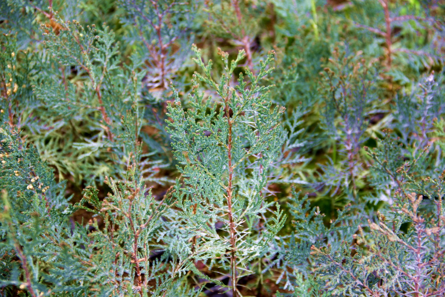 YEŞİL MAZI FİDANI 50 ADET -  ÇİT BİTKİSİ ( Thuja Orientalis )