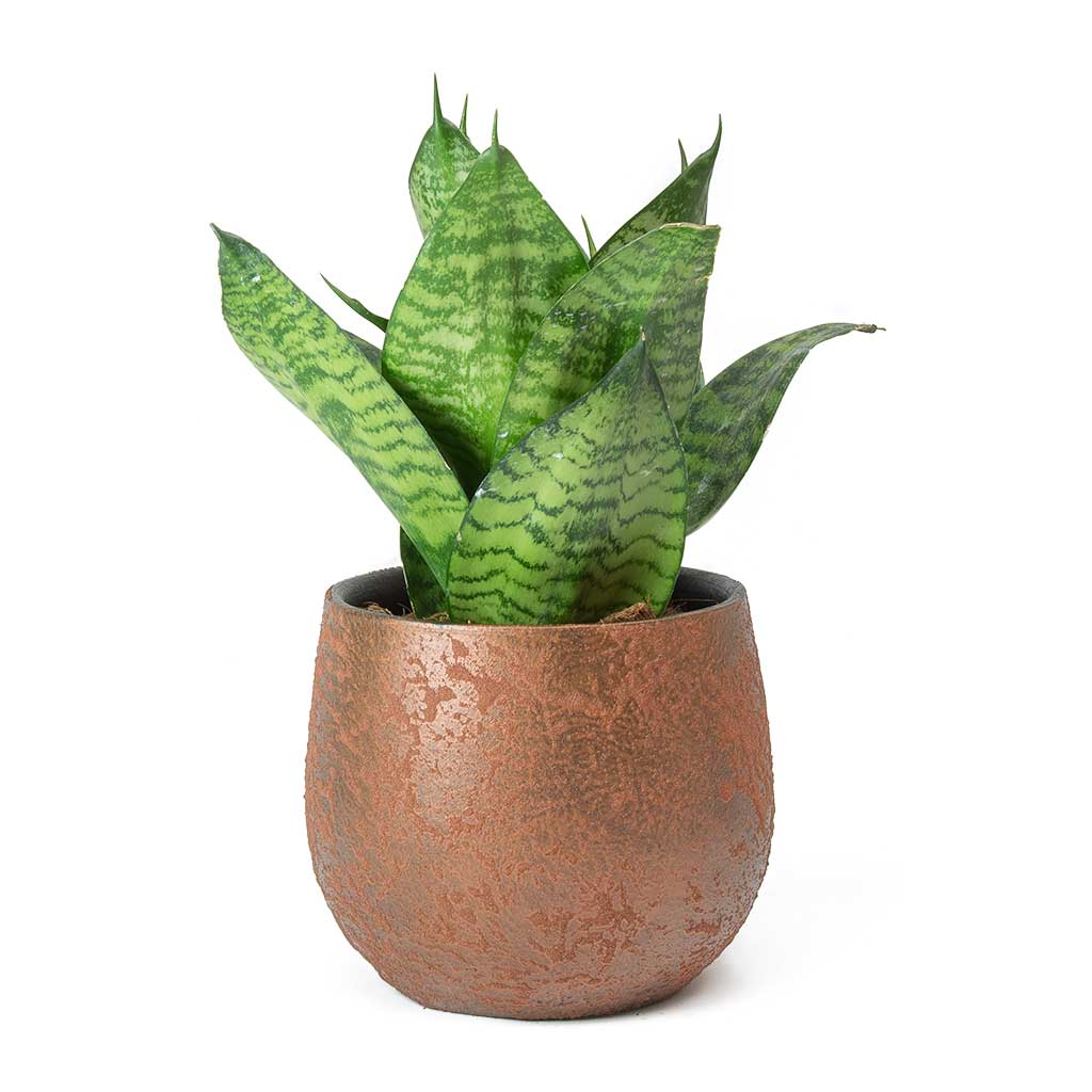 Yeşil Paşa Kılıcı – Sansevieria Hahnii 2 Adet