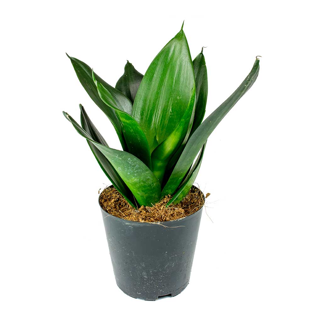 Yeşil Paşa Kılıcı – Sansevieria Hahnii 2 Adet