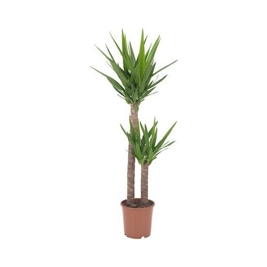 Yuka – Yucca 2’li 100-125cm