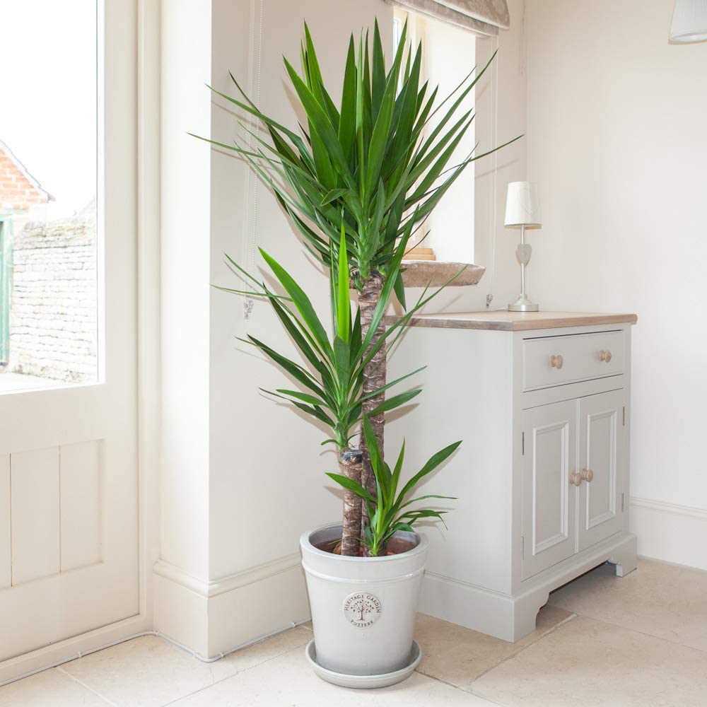 Yuka – Yucca 3’lü 100-125cm