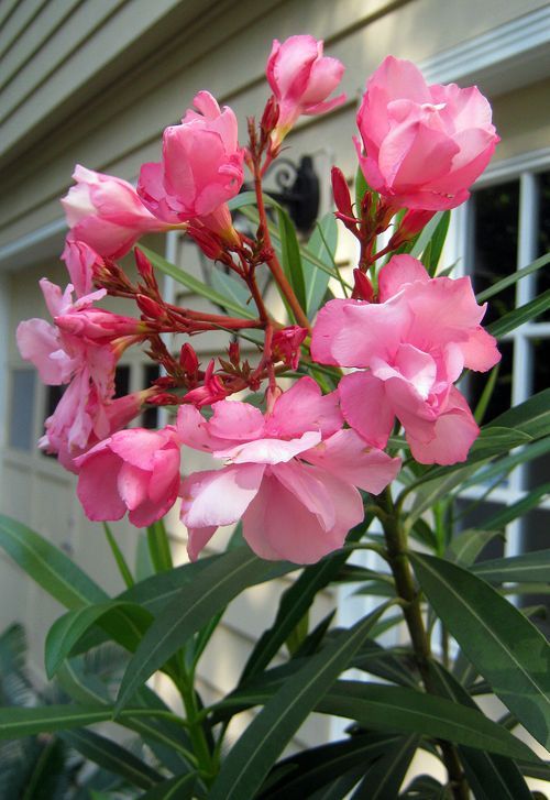 ZAKKUM ÇİÇEĞİ 10 ADET - Nerium Oleander Dış Mekan Çiçeği ZAKKUM ÇİÇEĞİ 10 ADET - Nerium Oleander Dış Mekan Çiçeği