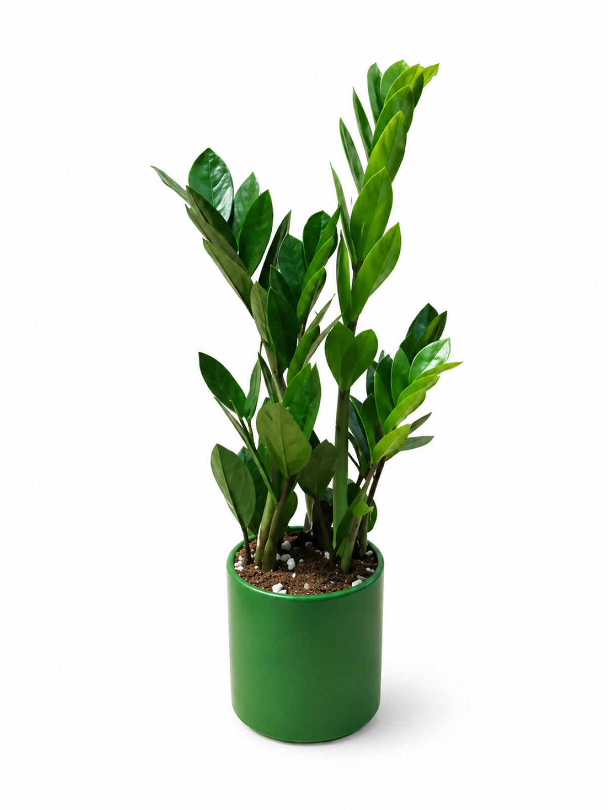 zamia zeze iei
